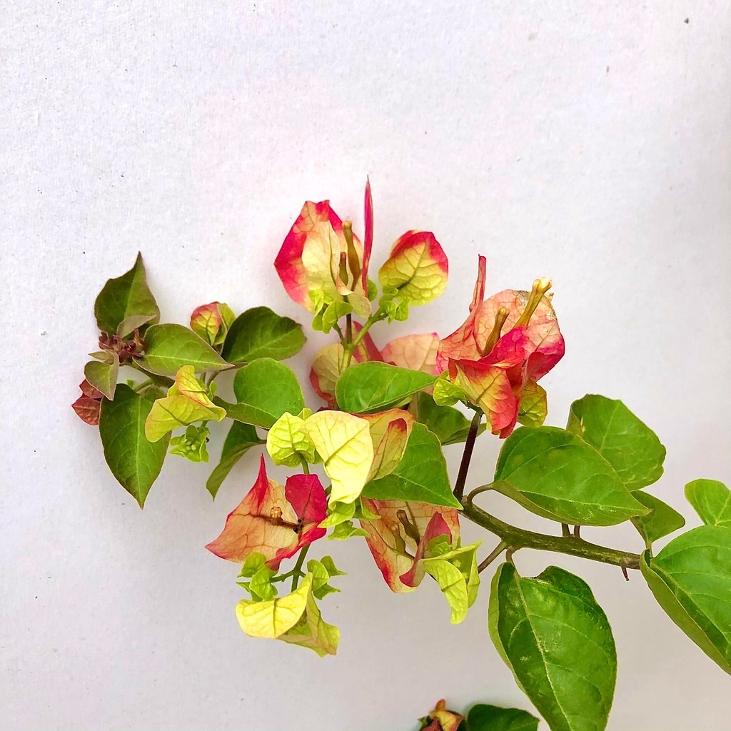 Cây hoa giấy đổi màu Ấn Độ cao 1m2 - Hết hoa (Ảnh thật).