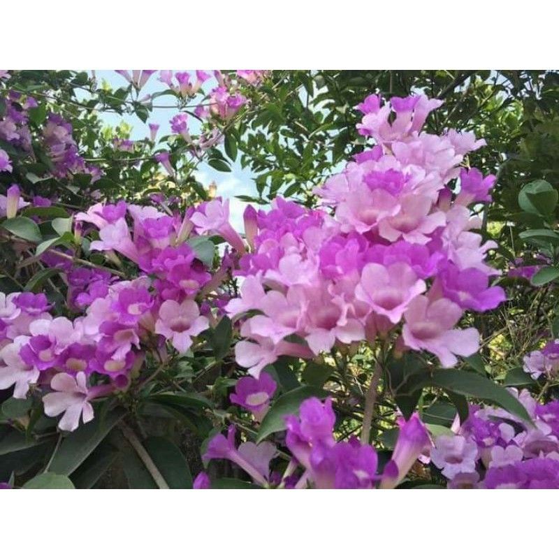 Cây Lan Tỏi Giống Siêu Hoa 683sp