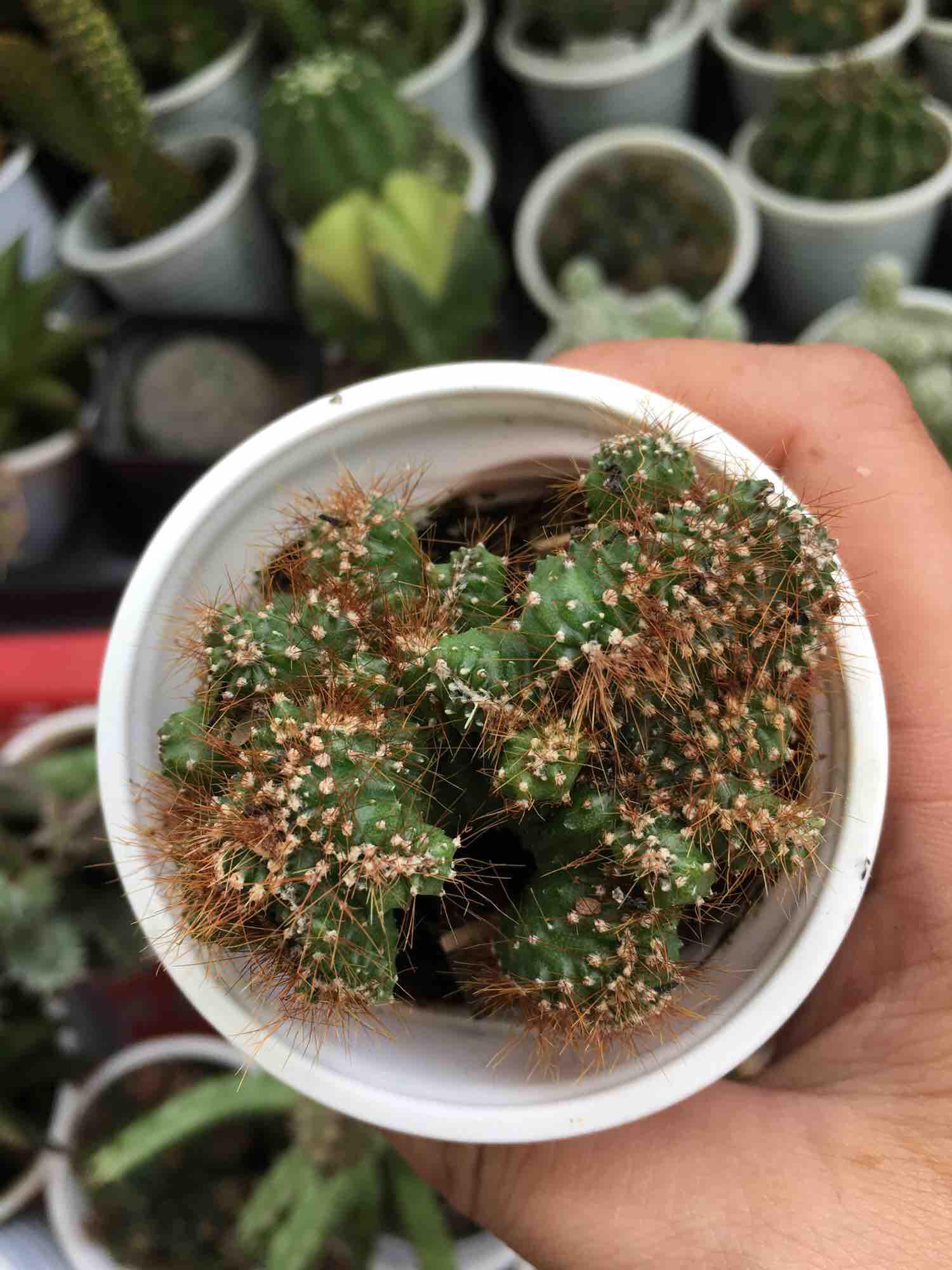 Xương Rồng Óc Khỉ