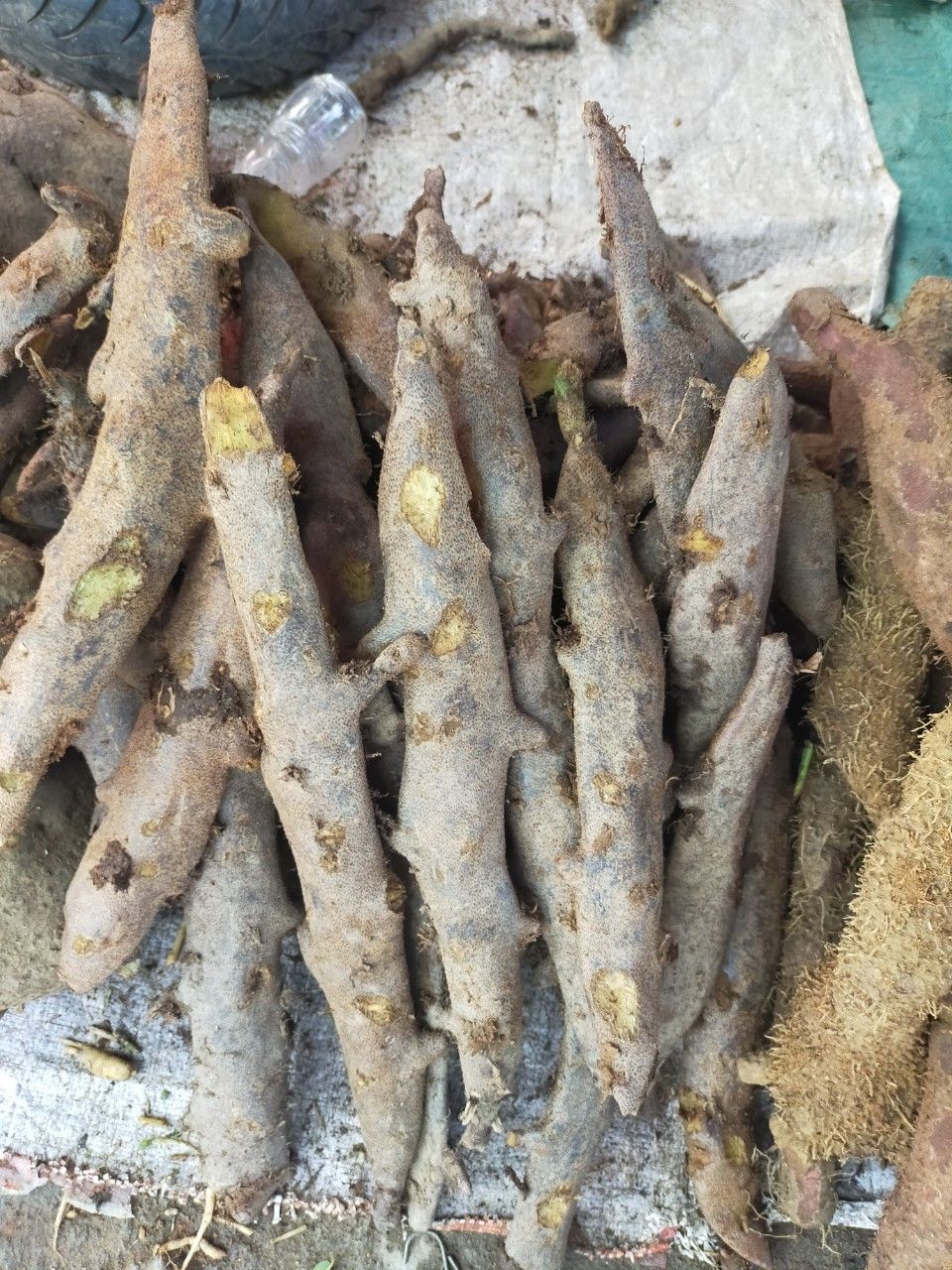Tắc Kè Đá Tươi 1Kg
