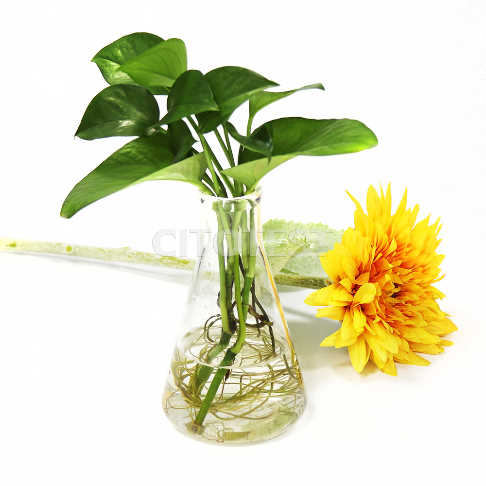 Bình tam giác thủy tinh không nắp