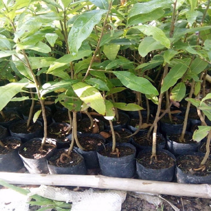 CÂY GIỐNG MAI VÀNG 5 CÁNH ĐƠN
