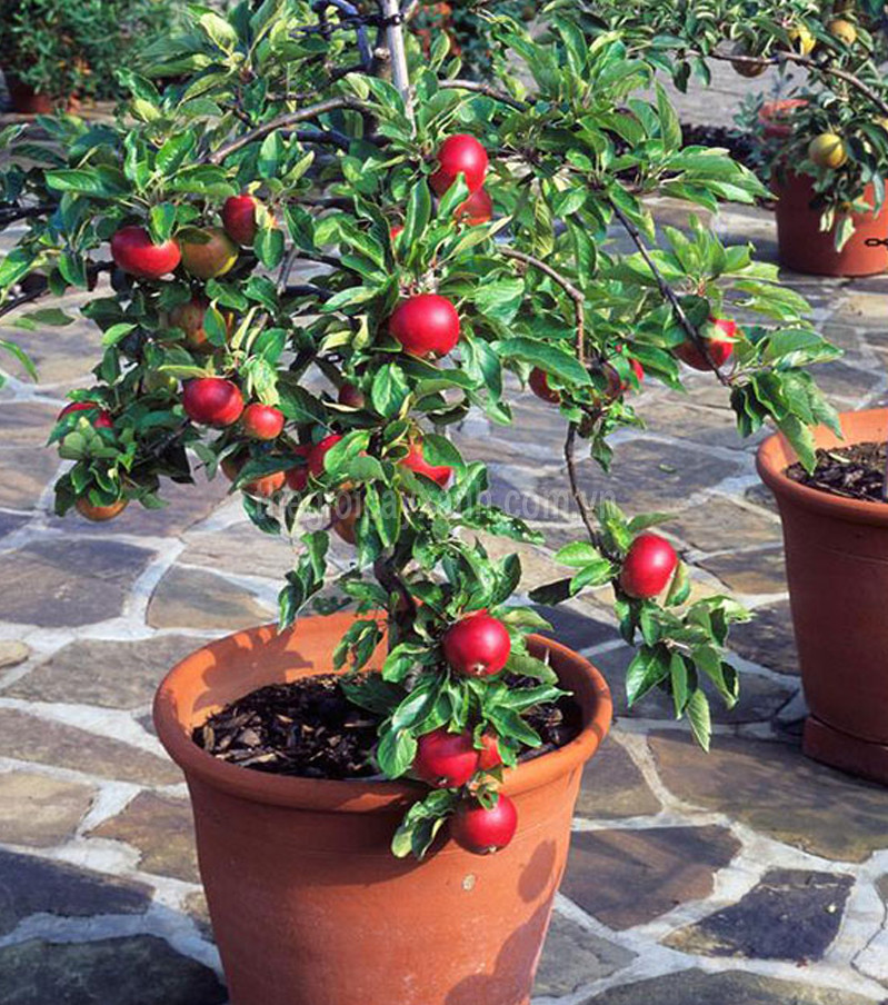 Cây TÁO LÙN QUẢ ĐỎ cây đẹp giống chuẩn