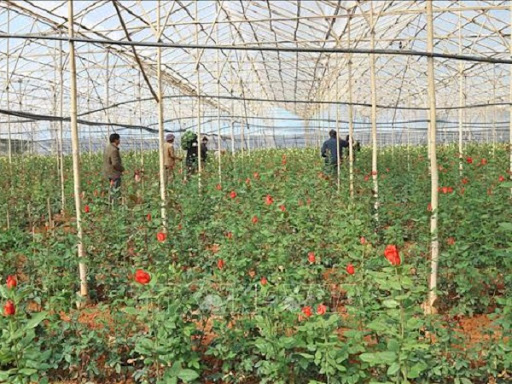 100gr nụ hồng Đà Lạt đặc biệt