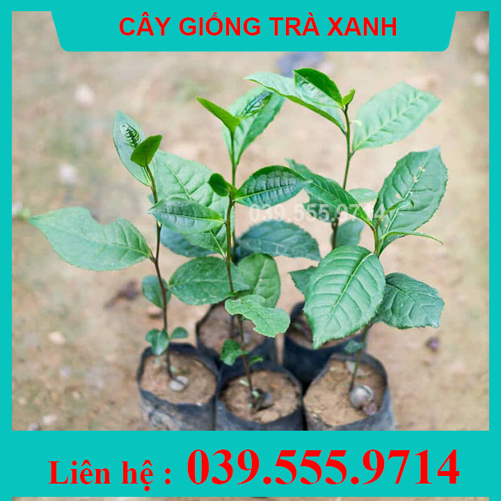 Combo 3 Cây Giống Trà Xanh Thái Nguyên - cây có thể trồng chậu, lấy lá đun nước uống