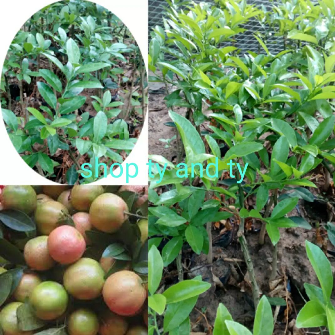 cây chanh dây nam phi ngọt thơm combo 3 cây