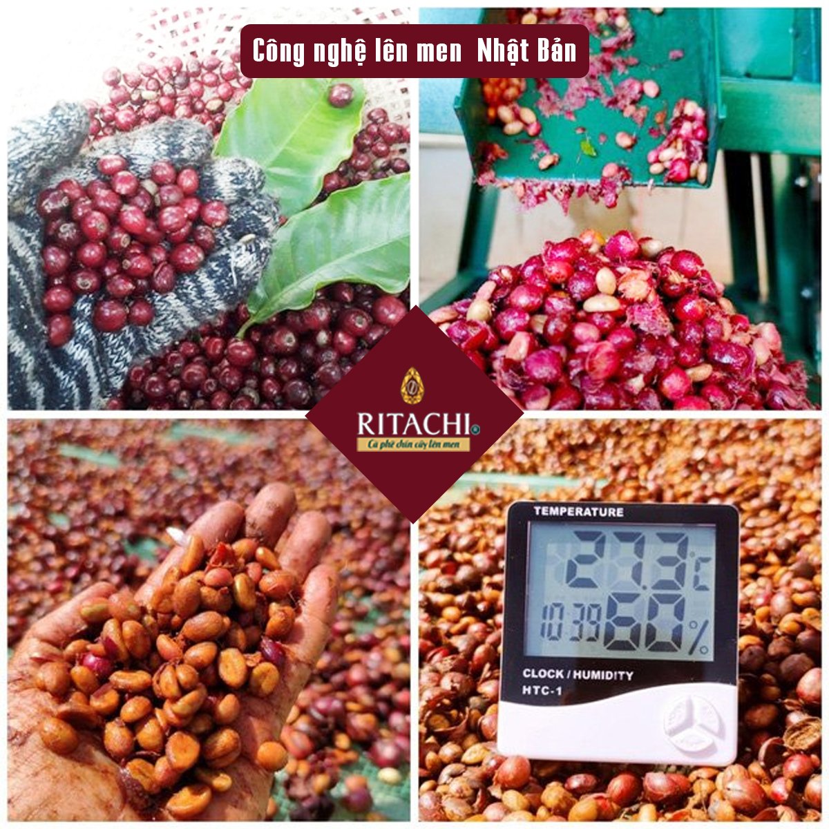 Combo Cà phê Filter Blend và Espresso Blend, Phối Cafe Arabica và Rubusta, 100% Rang Mộc,Cà Phê Pha Máy, Pha Phin, Cold Brew, Fine Robusta và Specialty Arabica 2 gói 250gr