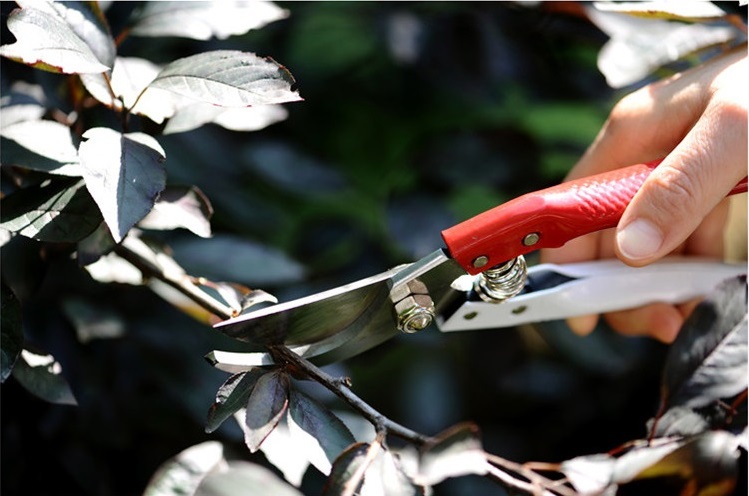[HCM]Kéo cắt cành 200mm cán trắng đỏ