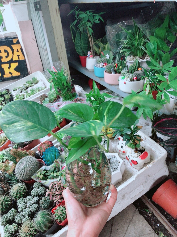 Trầu Bà Thủy Sinh