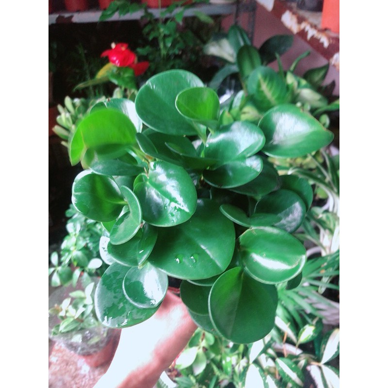 [HCM]Cây Trường Sinh