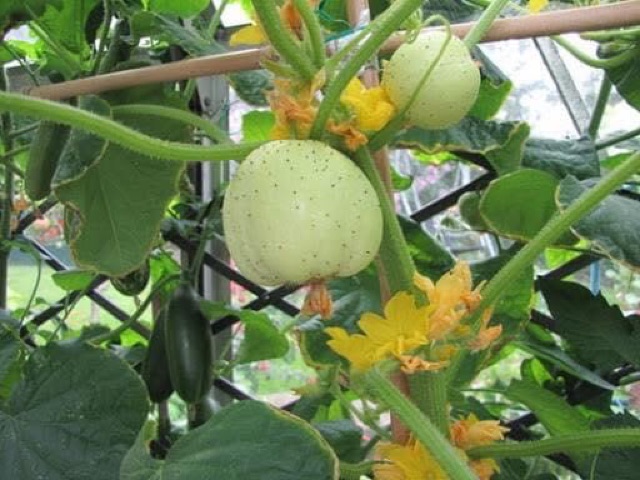 Hạt Giống Dưa Chuột Baby Lemon