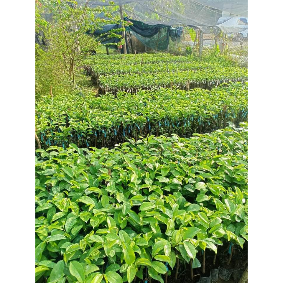 Cây giống mãng cầu xiêm không hạt