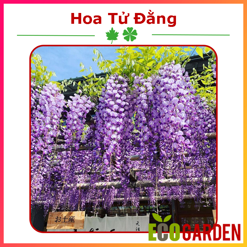 Hạt giống hoa tử đằng
