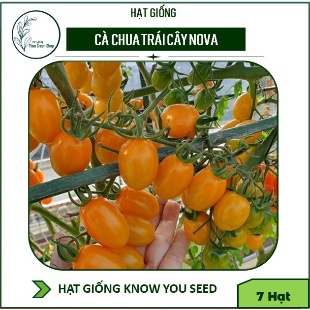 Hạt giống Cà Chua Trái Cây Nova