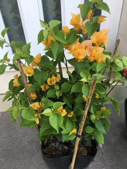 Chậu hoa giấy vàng leo.... siêu hoa