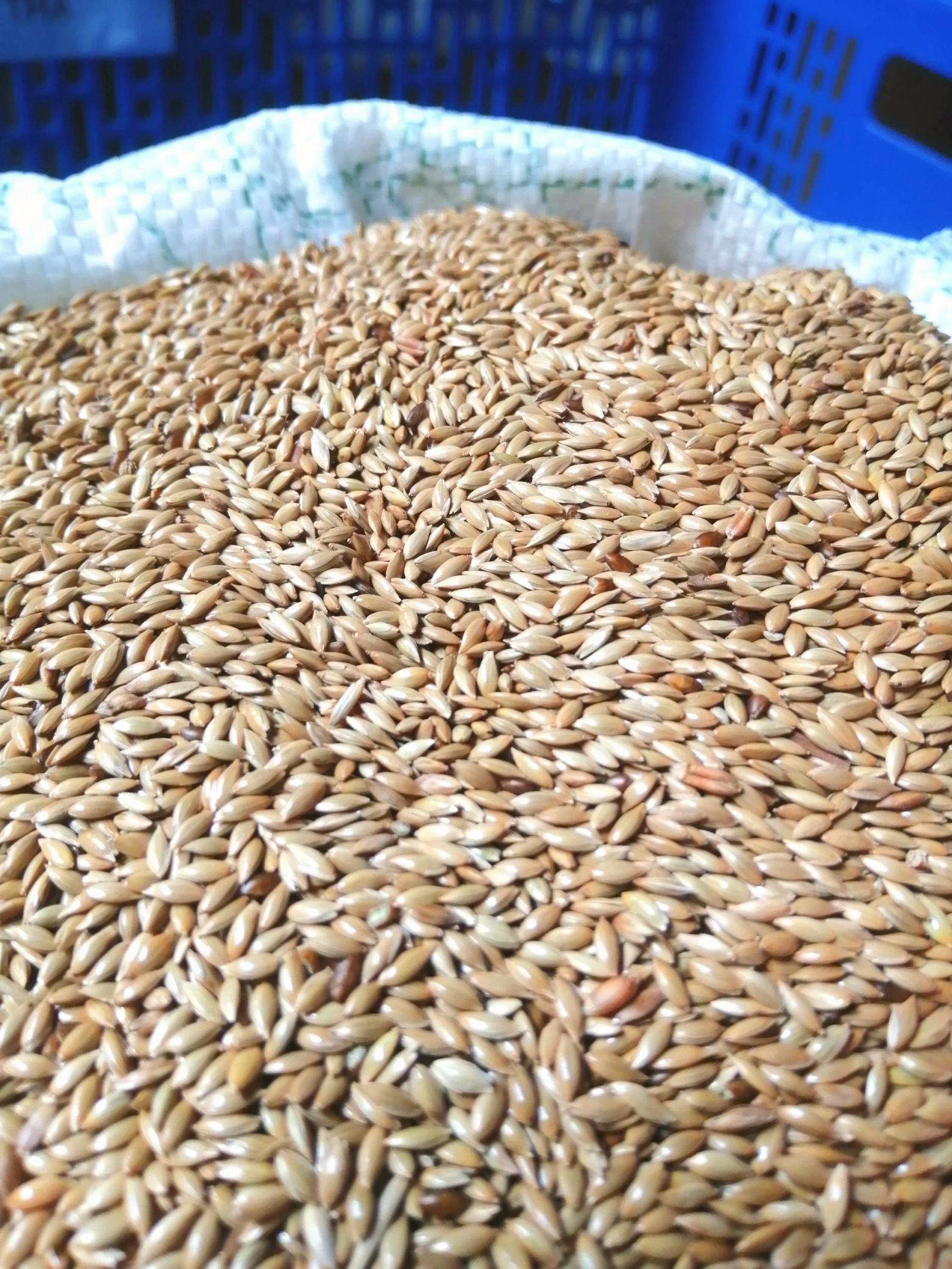 Hạt láng yến 1kg