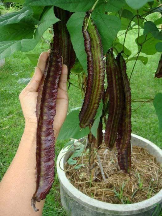 Hạt giống đậu rồng tím Thái Lan - Gói 5 hạt