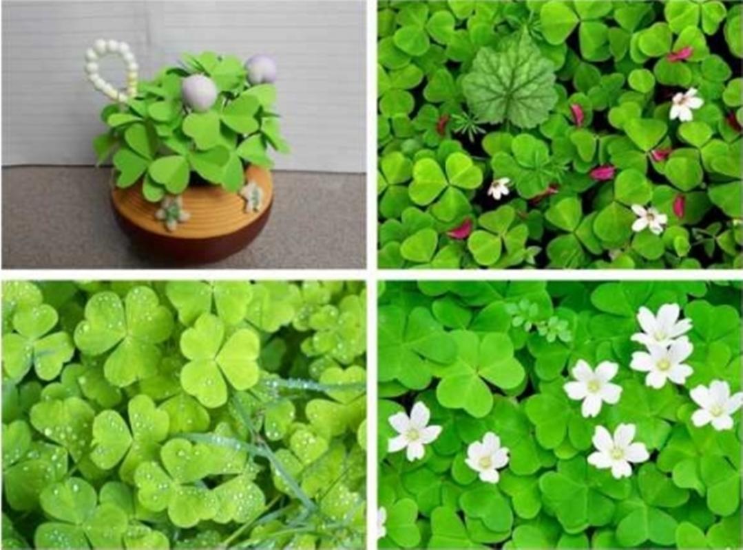 10 Hạt giống Cỏ ba lá