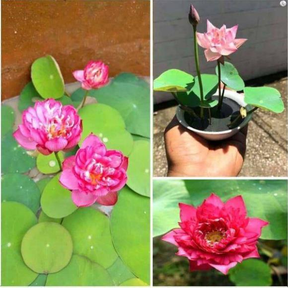 Dung Dịch Thủy Canh, thủy sinh HYDROPONIC 100ml