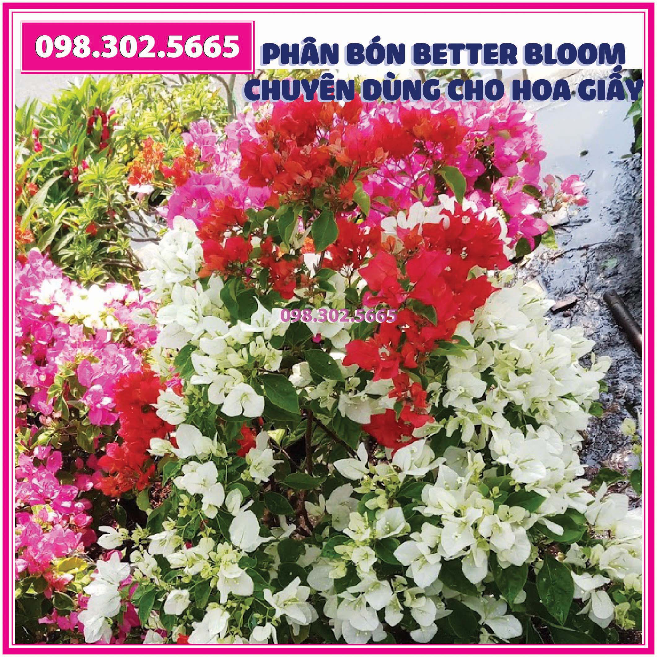 Phân bón NPK Better Bloom chuyên dùng cho hoa giấy - siêu ra hoa