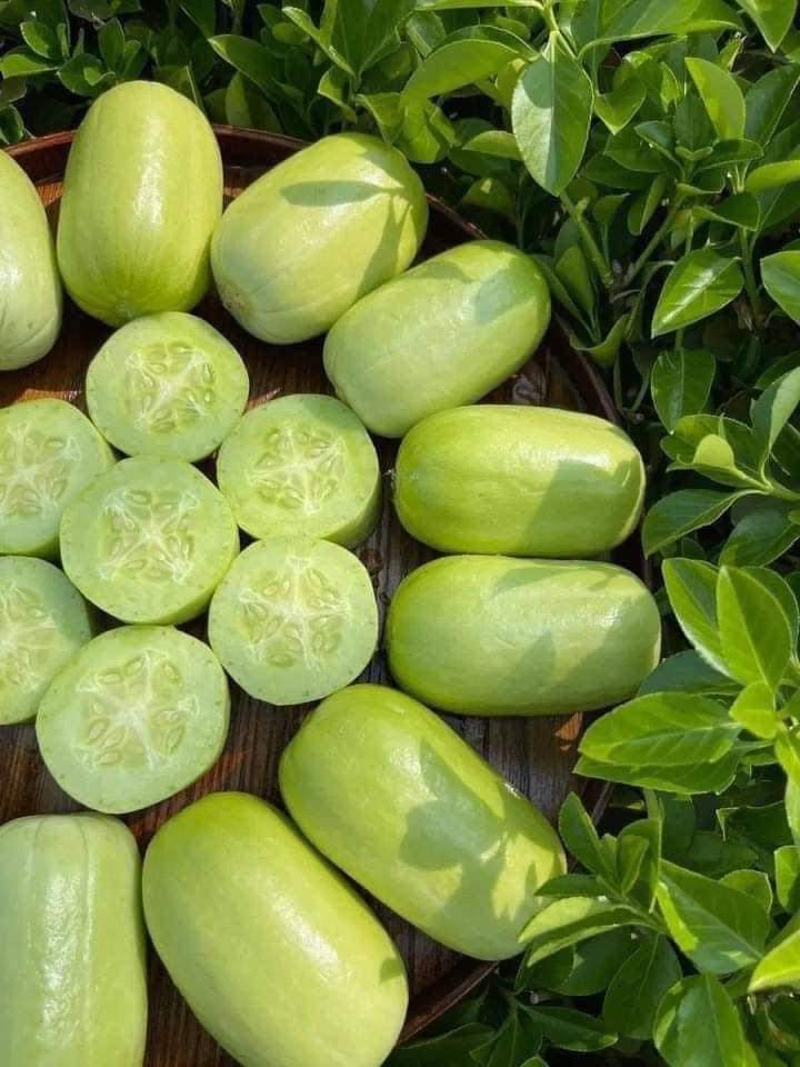 Hạt giống dưa chuột ngọc nữ