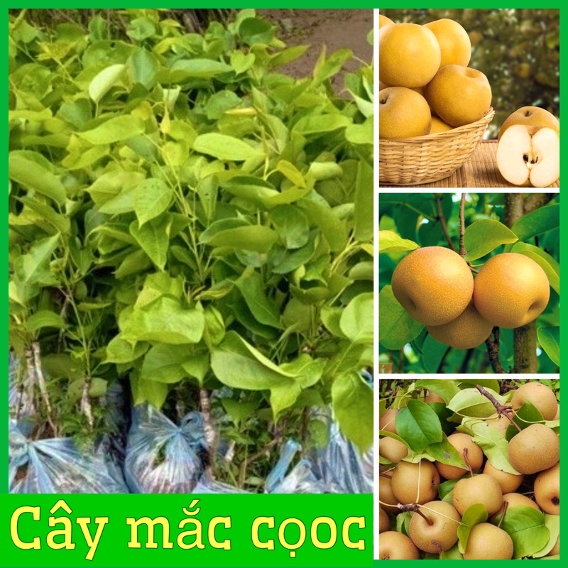 CÂY GIỐNG LÊ NÂU (MẮC COOC)