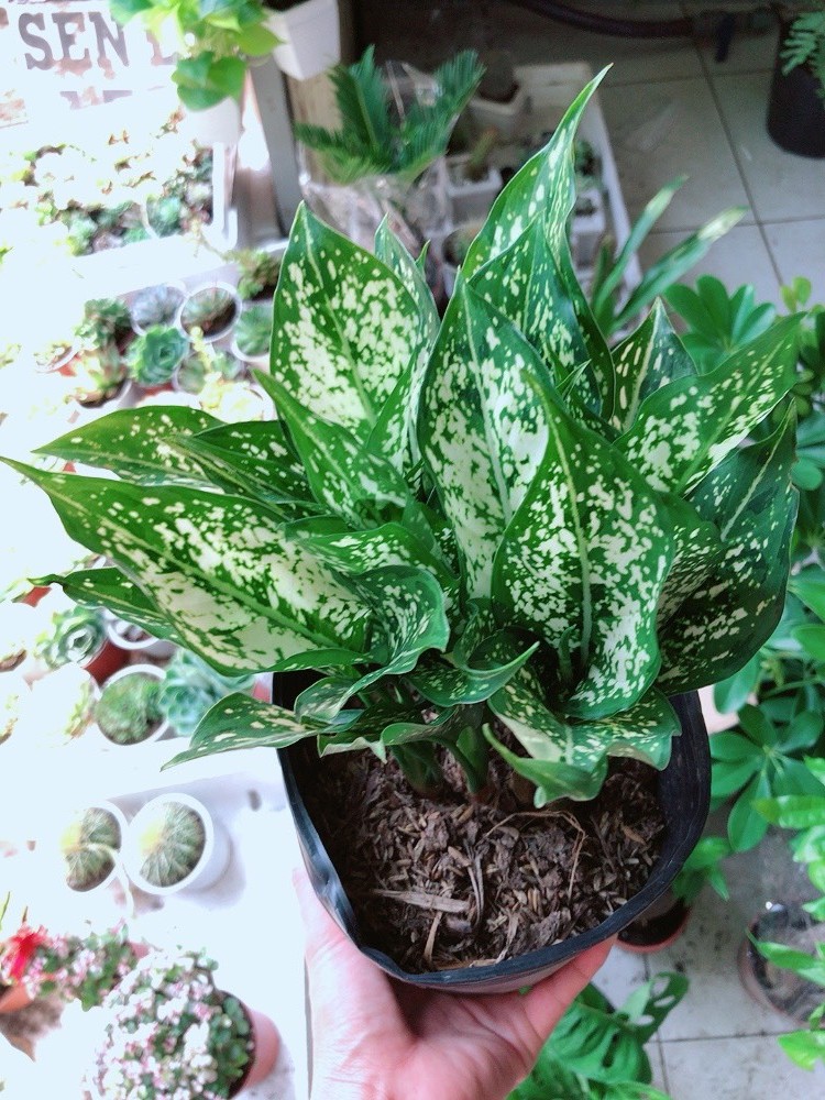 Cây Ngọc Ngân Chậu Nhựa