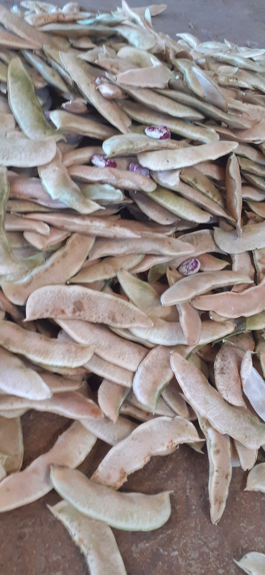 1kg hạt đậu ngự