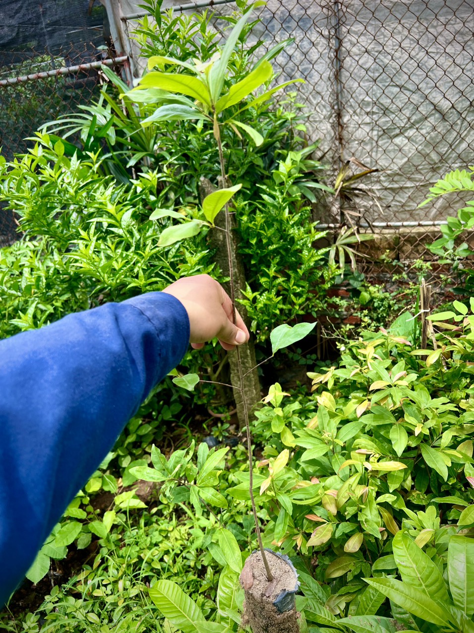 Cây mai vàng cao 50cm