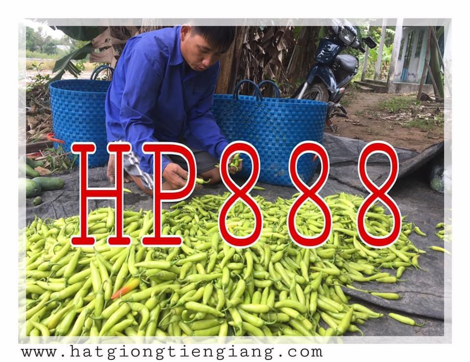 Hạt Giống Ớt Sừng Vàng HP 888 (Gói 5 Gam)