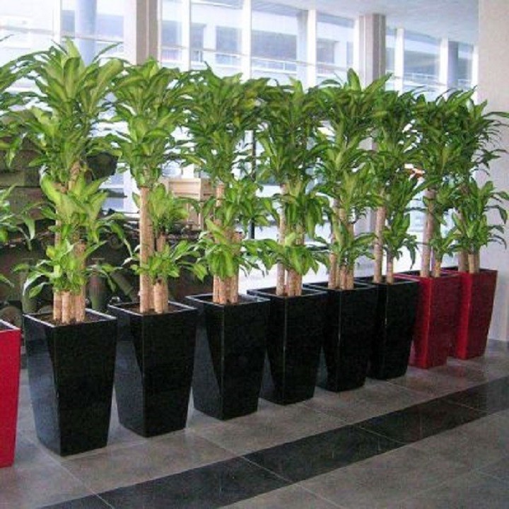 chậu thiết ghép (thiết mộc lan) cây phong thủy