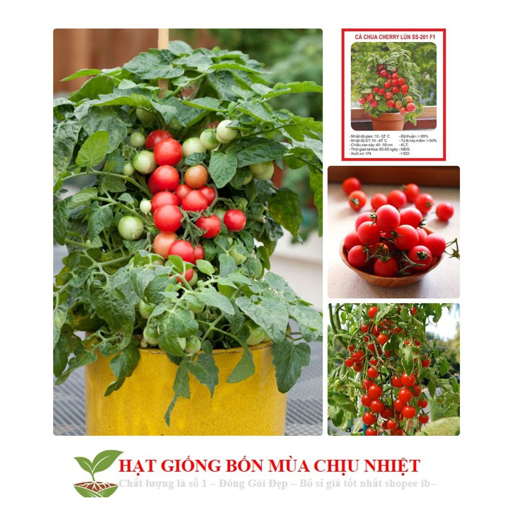 Hg12 40H - Hạt Giống Cà Chua Bi Đỏ Lùn Đến Mùa Trồng Tết