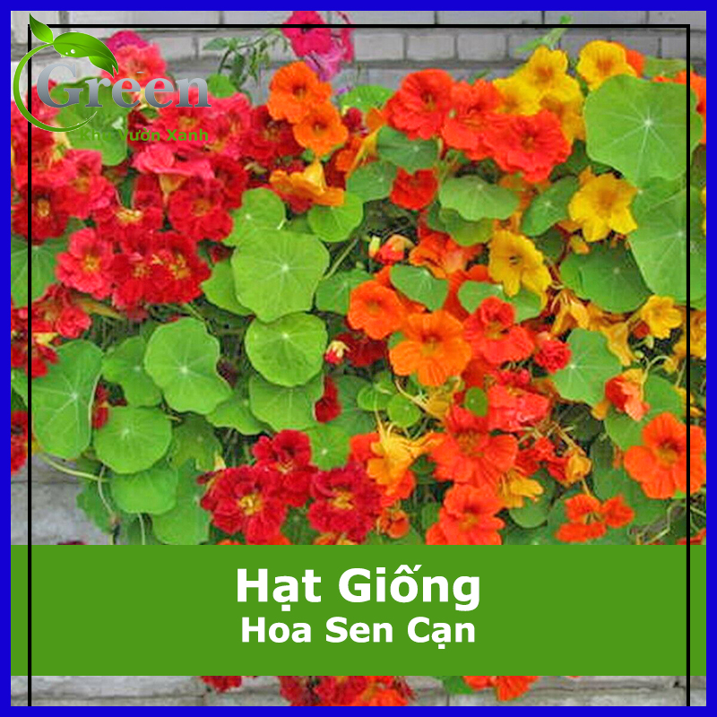 Hạt giống hoa sen nhiều loại dễ trồng, nảy mầm tốt