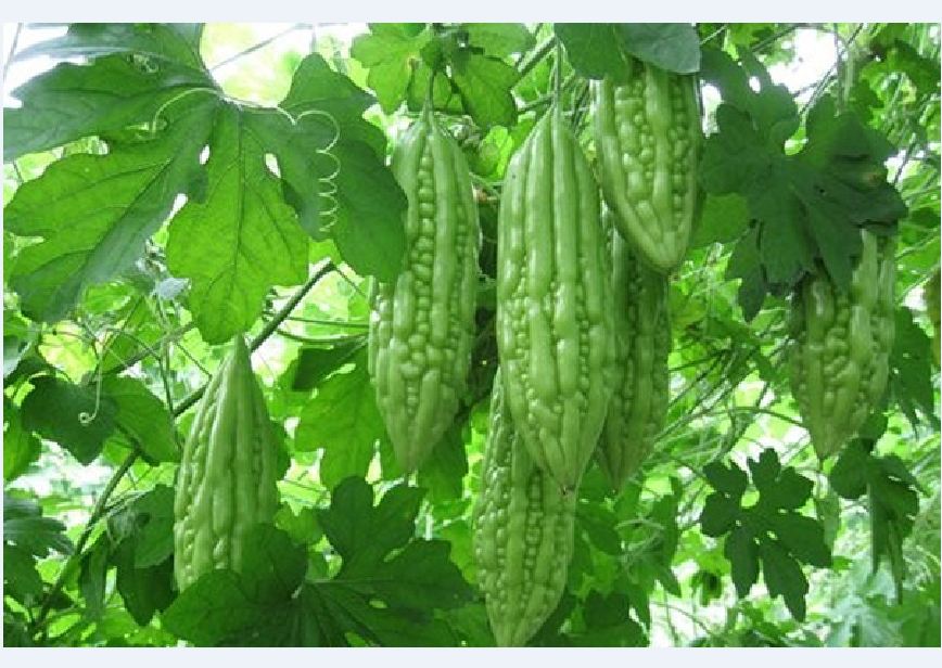 Hạt giống khổ qua mỡ ta - ( Mướp đắng mỡ )-  1 gói 10 hạt
