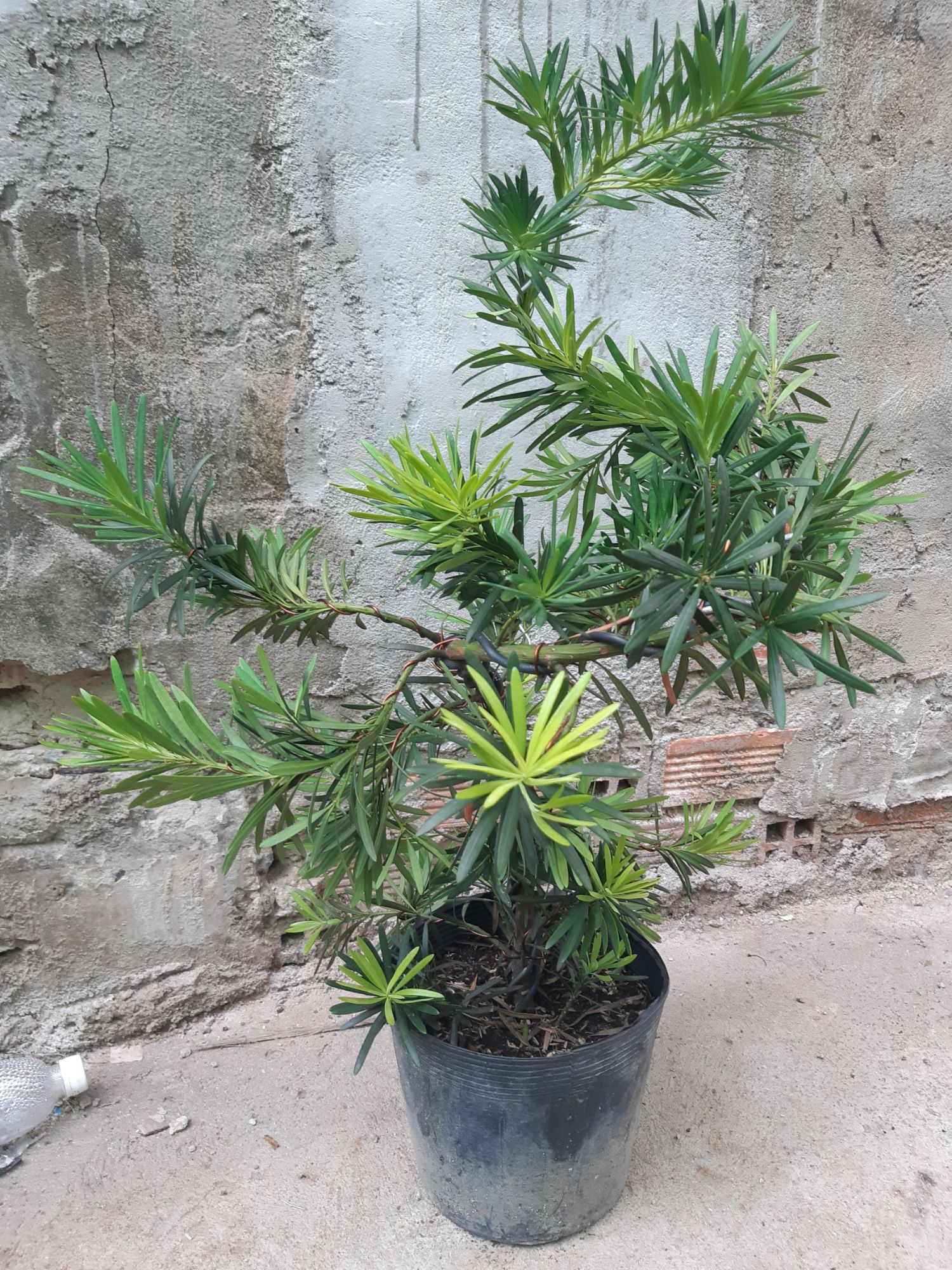 tùng la hán bonsai 60-70cm