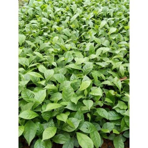 Cây dổi ghép+ 500g phân thỏ hữu cơ