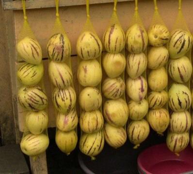 25 Hạt Hạt Giống Dưa Pepino (Solanum muricatum)