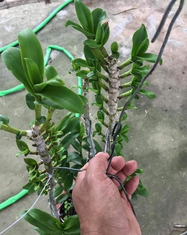 Kích kie duy xanh và đỏ
