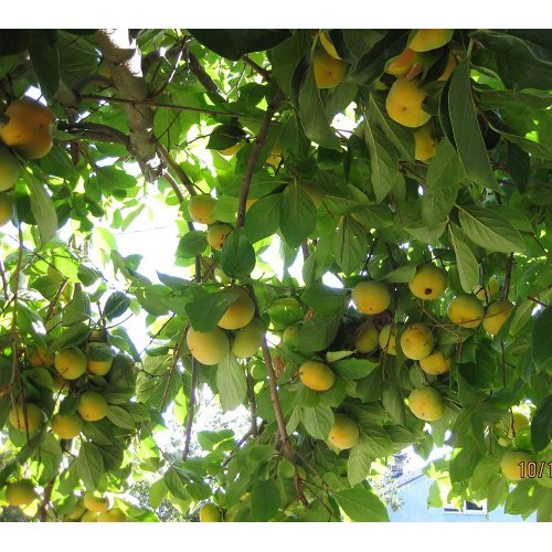 Cây Hồng Giòn Nhật Bản