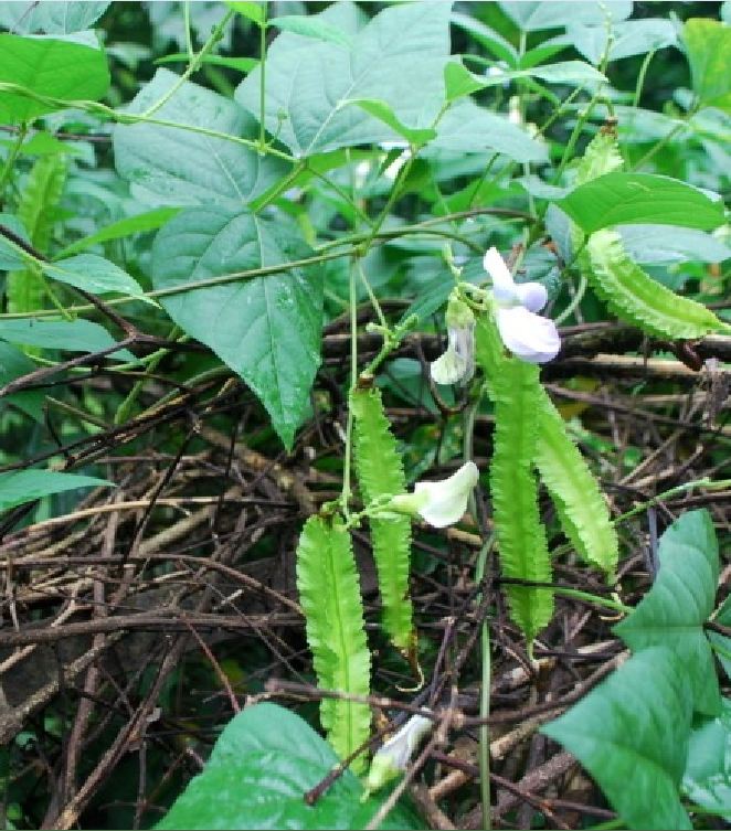 Túi 5 Gr Hạt giống đậu rồng