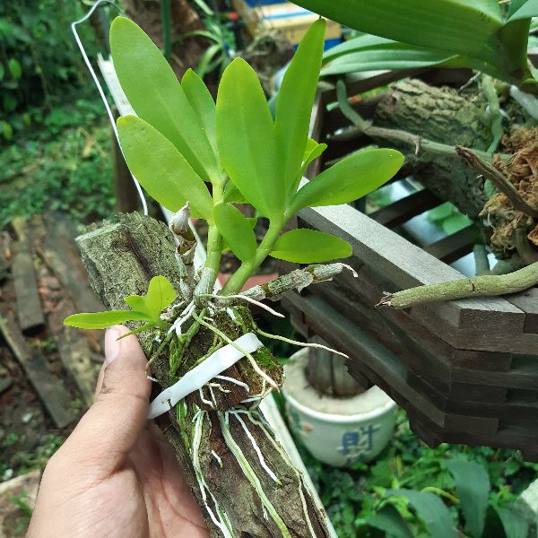 Phong lan trầm hương ghép gỗ( bảng trung)