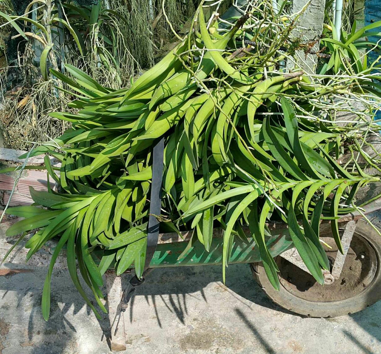 Lan giống Mokara combo 4 màu đỏ
