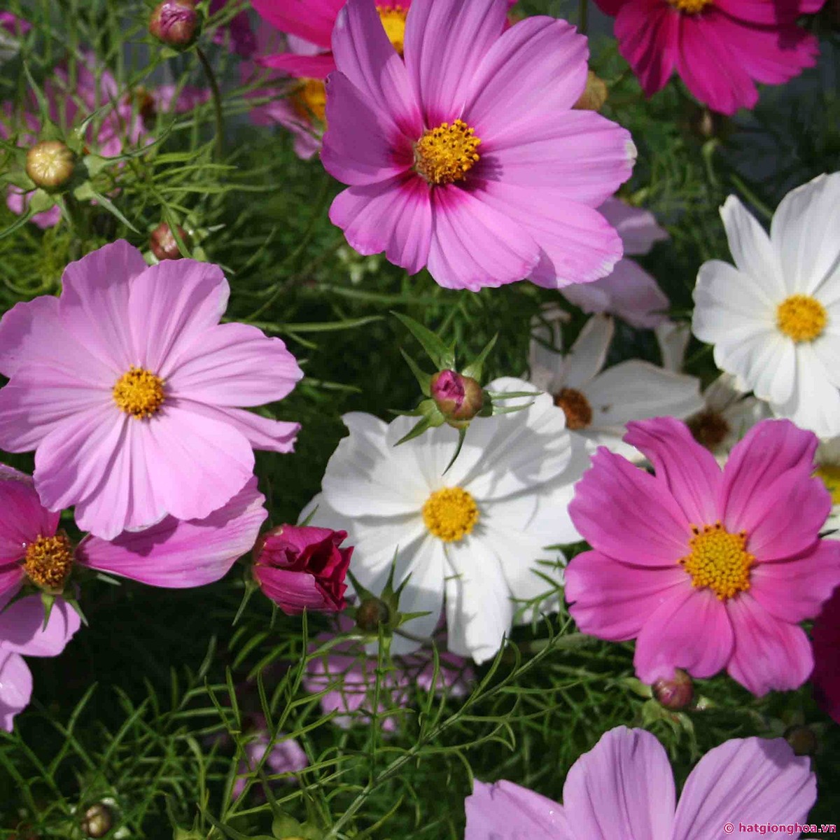 [HCM]20 HẠT GIỐNG HOA SAO NHÁI NHIỀU MÀU