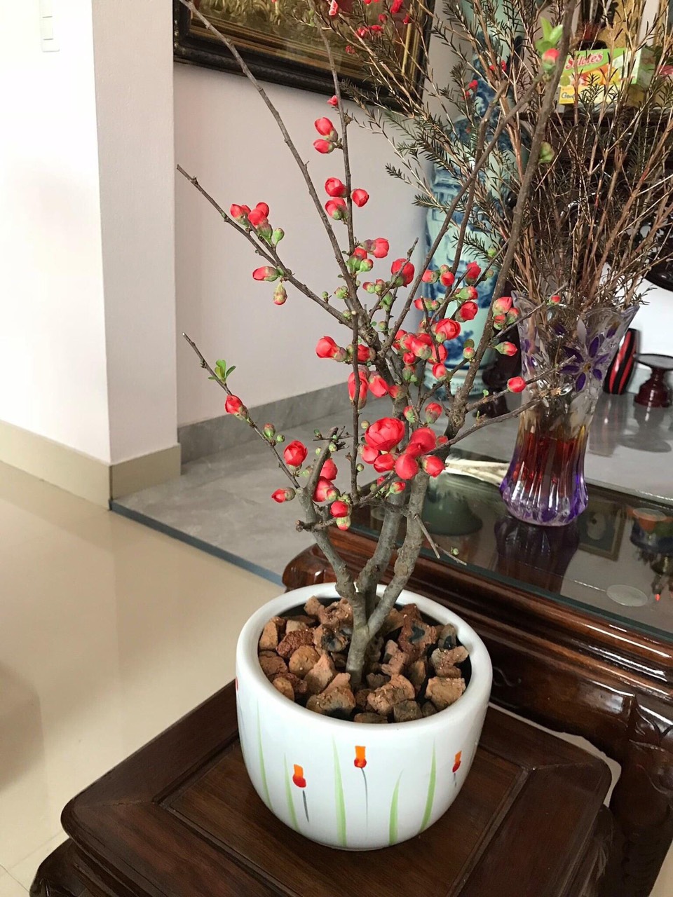 Cây giống mai đỏ Nhật cao 60 - 70cm (ảnh thật số 2)