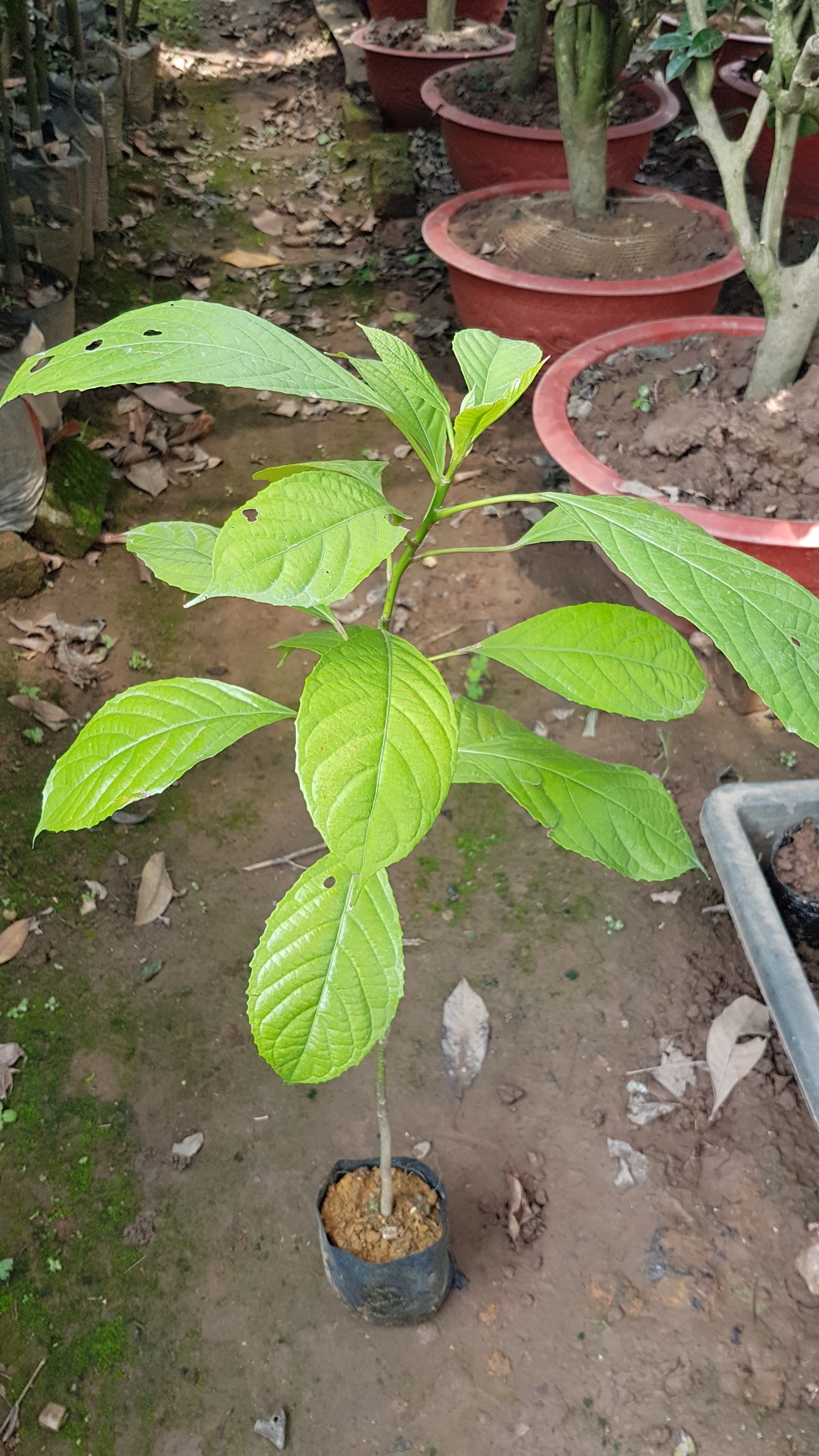 Cây dâu da đất cao 60 cm