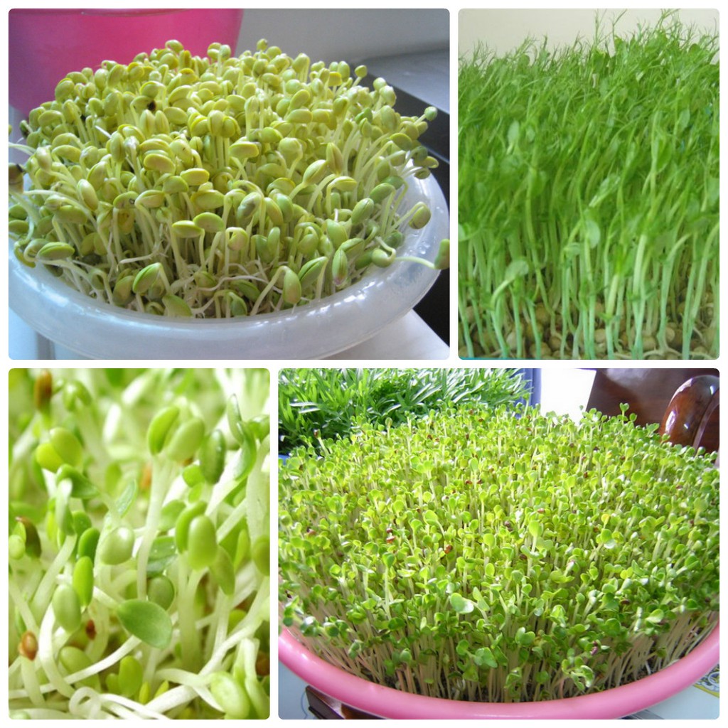 HẠT GIỐNG RAU MẦM ĐẬU HÀ LAN 50 GRAM