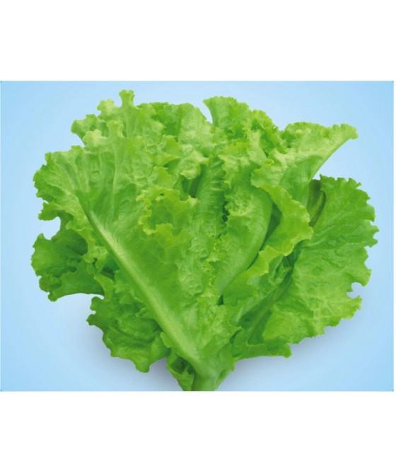 Hạt giống rau xà lách dún