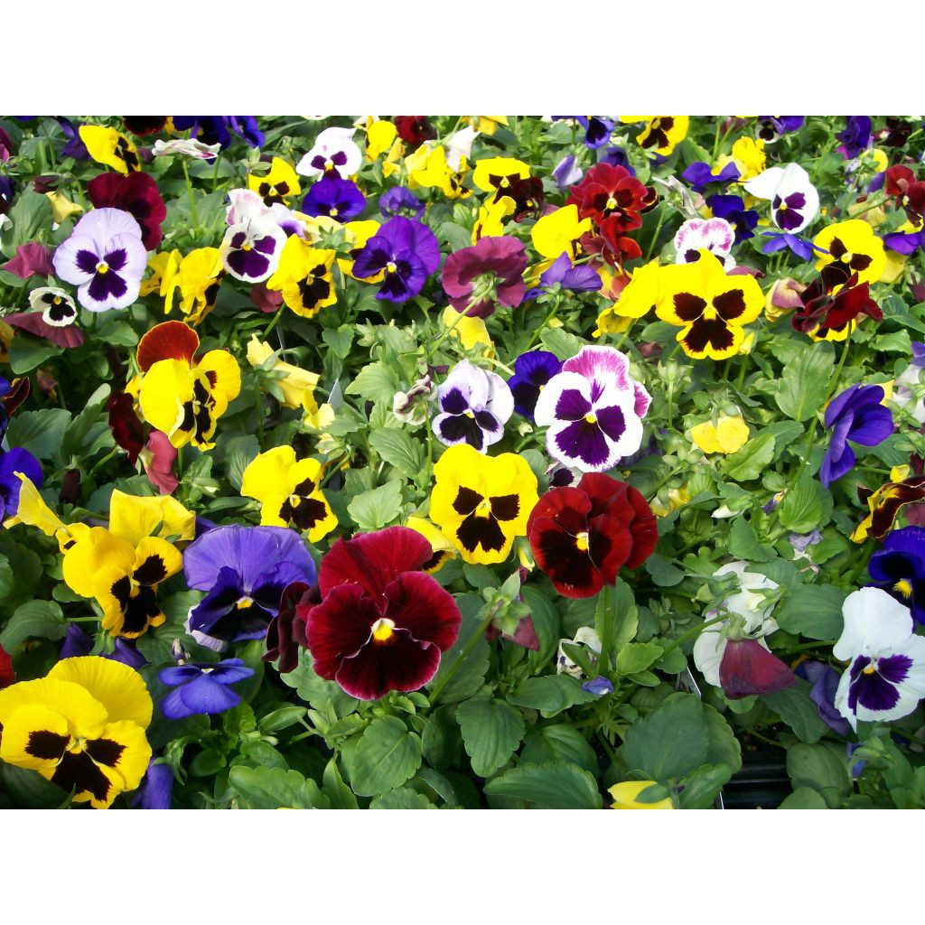 Hạt giống HOA BƯỚM VIOLA MIX