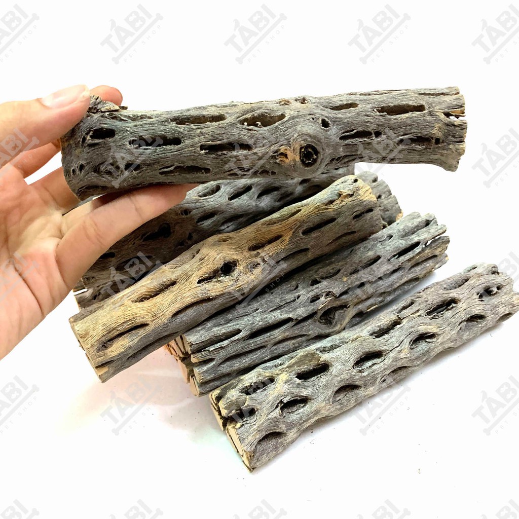 Lũa cholla cactus size 15cm - lũa xương rồng chuyên dành cho tép và chim cảnh