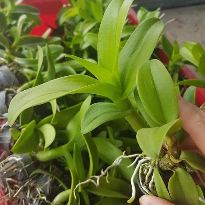 combo 10 denro màu giống